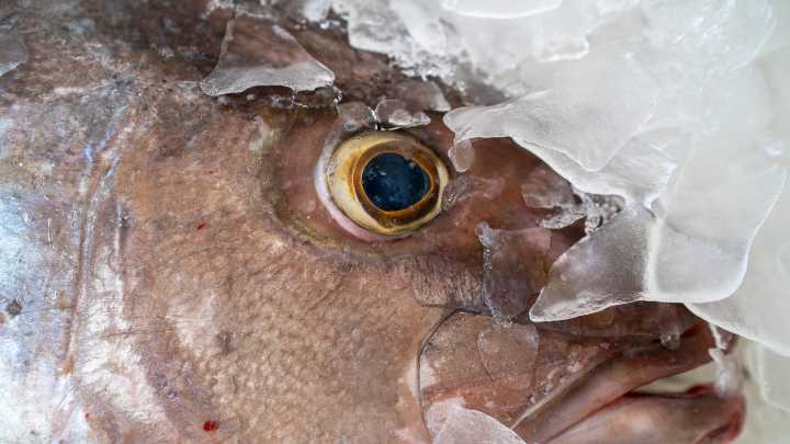 Confirmado el primer caso del año de un mero infectado por betanodavirus en Barcelona