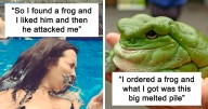 50 Adorable And Funny Frog Pics To Make Your Day Better