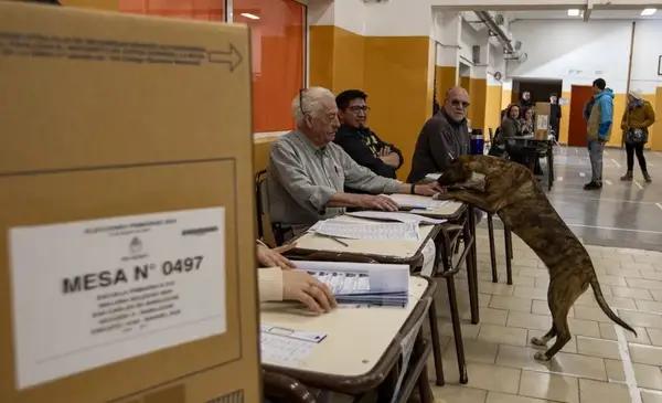 ¿Puedo ir a votar con mi perro en las elecciones 2025?