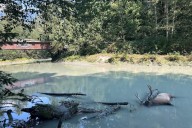 Conservation officers investigate elk shooting in Squamish