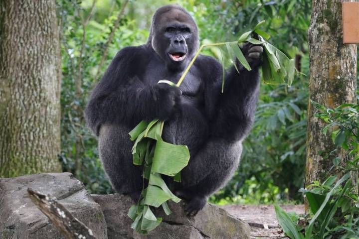 Disney’s Animal Kingdom’s Oldest Gorilla Dies at 44