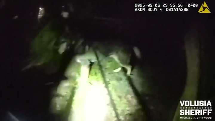 Volusia County K-9 comes face-to-face with a bear while in pursuit of a human suspect 