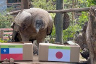 VIDEO. Mundial Sub 20: Pepa, el cóndor del Bioparque Buinzoo, anticipó el ganador entre Chile y Japón