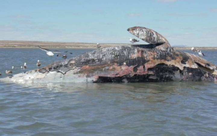 Crisis silenciosa en México: 92 ballenas grises muertas en Baja California Sur