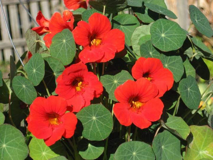 Wait before planting nasturtium seeds for fall, spring booms