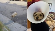 California Woman Races To Save Injured Pup, But Fate Has Other Plans