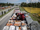 ‘Gone to waste’: Kashmir growers watch apples rot as key highway is blocked