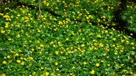 This invasive flower is crowding out native blooms across Indiana