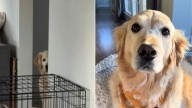 California Dog’s Reaction To Smoke Alarm Continues To Surprise Owner Four Years Later