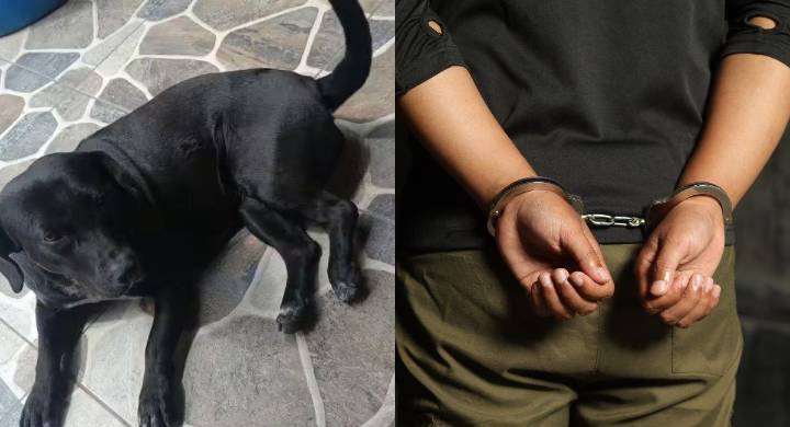 Ley Ángel: por primera vez en Colombia, enviarán a la cárcel a un abusador de animales