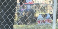30 dogs rescued from Navasota home after city labels residence ‘uninhabitable’