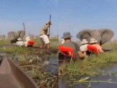 Aterrador VIDEO del ataque de un elefante a turista en Botswana