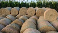 Una patente española consigue convertir la paja del arroz en energía