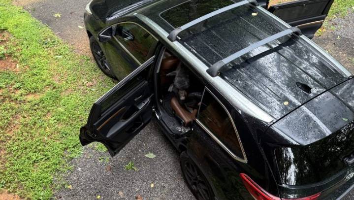 'Considerate' bear breaks into SUV in Tennessee, 'left no trace'
