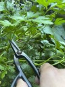 A look at the best times of day for watering, planting, pruning and other garden tasks