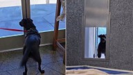 California Dog Who Kept Coming To Shelter Three Times Finds His Forever Home At Last