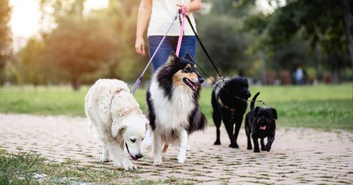South London dog owners face £100 fines for breaching rules as more public spaces added to order