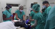 Chimpanzee has ground-breaking spinal surgery to remove tumor