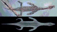 240-Million-Year-Old “Virtually Complete" Lariosaurus Gives Unprecedented Insight Into How These Sea Monsters Swam