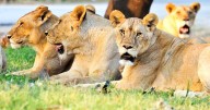 Zookeeper mauled to death by lions in front of visitors at Thailand safari park