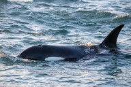 Orcas still hate yacht lifers