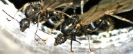 Ant Queens Produce Offspring of Two Different Species, Stunning Scientists
