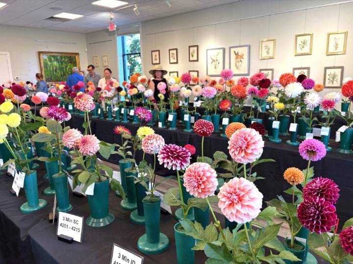 Dazzling Dahlia Show Did Not Disappoint!