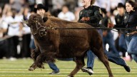 Colorado Mascot Ralphie VII Leads Buffaloes Before Facing No. 25 BYU