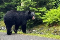 Hunter gets permit to kill nuisance black bear in Bar Harbor