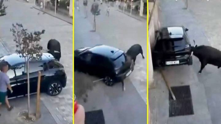 El momento en que un toro destruyó auto estacionado durante tradicional encierro en España