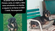 Buscan a “Koky”, un perrito perdido en el barrio Primera Junta