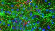 Descubren que las bacterias intestinales cambian la actividad de las neuronas cuando las tocan