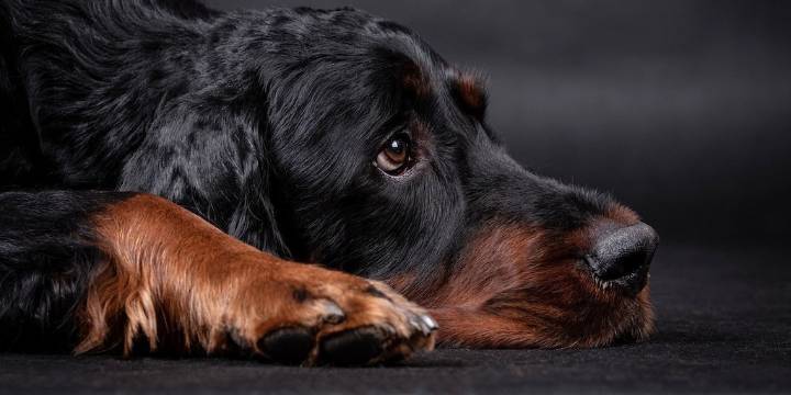 Hallaron muerto a un adulto mayor reportado como desaparecido: su mascota nunca lo abandonó