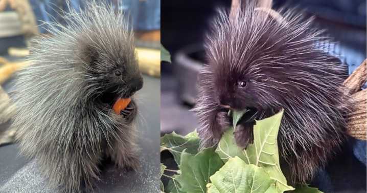 Maymont reveals winning name of porcupette after community vote