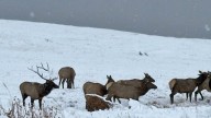 Rocky Mountain National Park reopens Trail Ridge Road after snowstorm