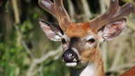 As bow season gets underway, ODNR may reduce bag limits for deer in three Ohio counties