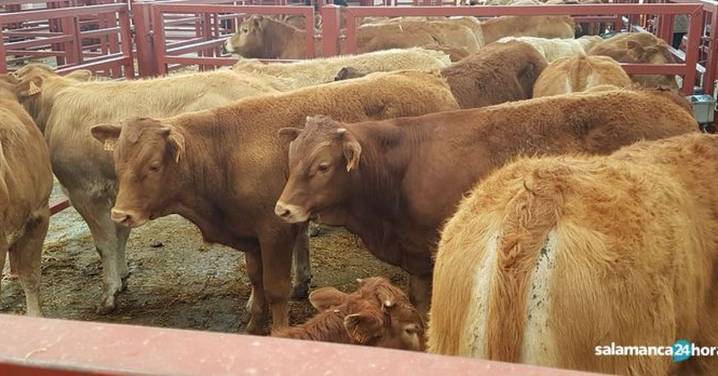 Subida generalizada de precio para la ternera que vuelve a batir precio récord