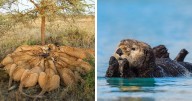 40 Breathtaking Wildlife Photos That Bring You Face-To-Face With Nature By Daniel Rosengren