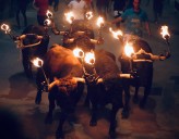 Los toros embolados de la Espuela recorren las calles de Burriana en su encierro nocturno