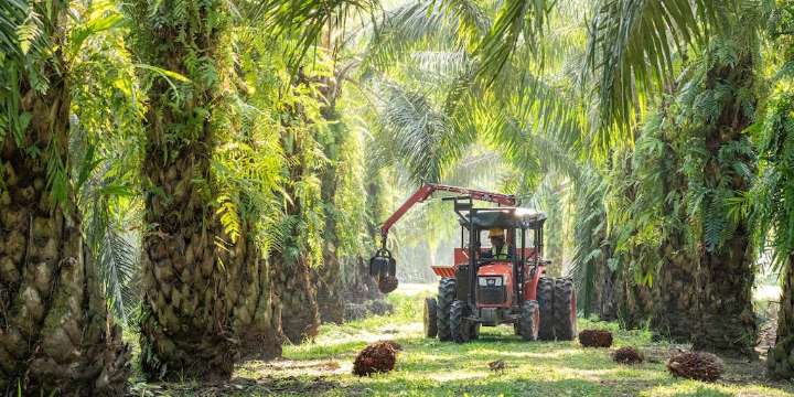 Cartagena será epicentro del diálogo sobre el futuro del aceite de palma sostenible en la región