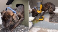 Missouri Rescuer Shocked To Discover A Desperate Puppy Hiding Inside A Tiny Feral Cat House