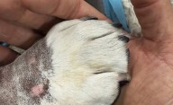 Murió Roscoe, la mascota de Lewis Hamilton: mensajes de apoyo en la F1
