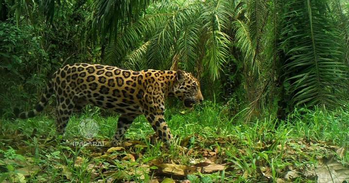 Expedición a la casa del jaguar en el Magdalena Medio santandereano