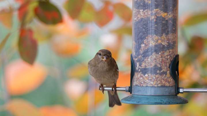 Never Hang A Bird Feeder On This Tree Branch (And Where To Hang It Instead)