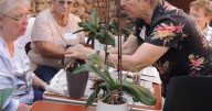 Desert Gardener: Growing orchids is not difficult