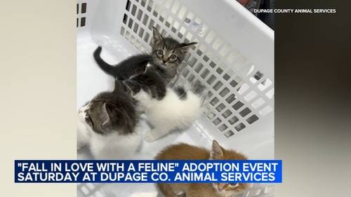DuPage County Animal Services hosting 'Fall in Love with a Feline' pet cat adoption event Saturday in Wheaton