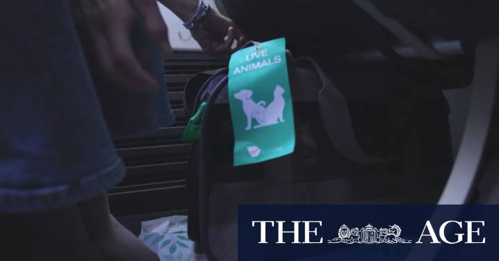 Virgin Airlines to welcome small pets on domestic flights
