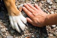 Avanza Ley de duelo por mascotas: un día de permiso laboral con devolución de jornada