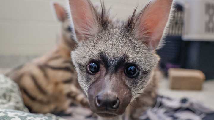 See baby animals: Nashville Zoo announces new pups, birth of fanaloka