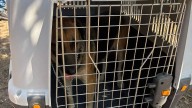 Cateo en Tamaulipas: rescatan a perrita con 7 cachorros en caso de homicidio y maltrato animal